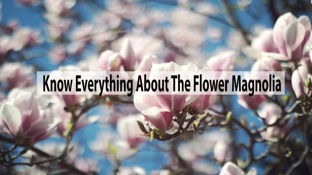 Know Everything About The Flower Magnolia