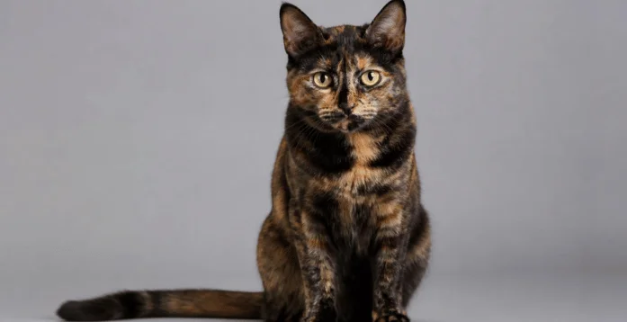Tortie Cat Guide: Complete Guide to Colors, Genetics, Personality, Care, and What Makes Them Unique Tortie Cat